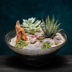 creatura-pozsgások-019