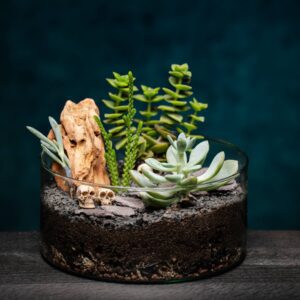 creatura-pozsgások-023