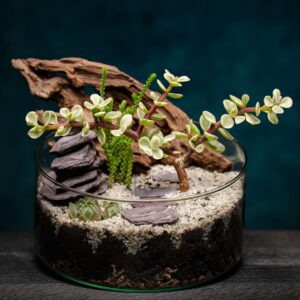 creatura-pozsgások-034