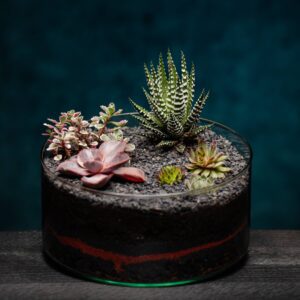 creatura-pozsgások-036