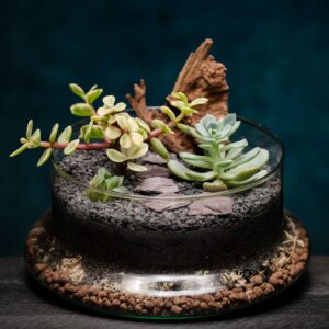 creatura-pozsgások-038