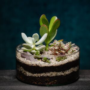 creatura-pozsgások-042