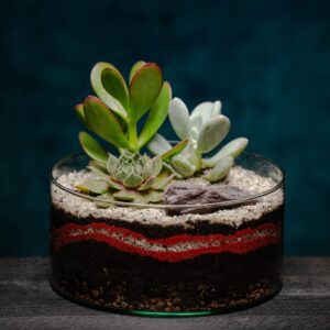 creatura-pozsgások-044