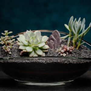 creatura-pozsgások-047