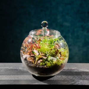 creatura-pozsgások-063