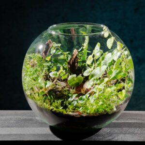 creatura-pozsgások-069