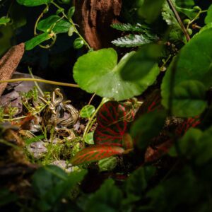 creatura-pozsgások-082