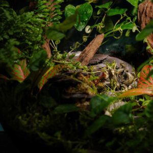 creatura-pozsgások-095