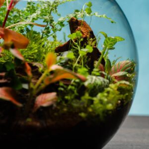 creatura-pozsgások-102