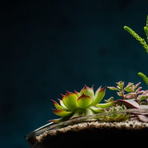 creatura-pozsgások-111