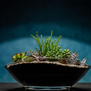 creatura-pozsgások-114