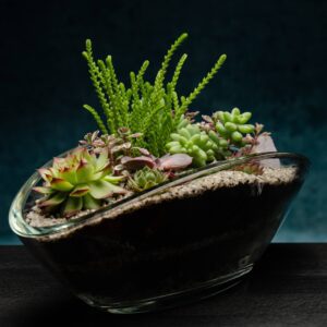 creatura-pozsgások-127