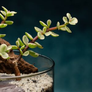 creatura-pozsgások-128