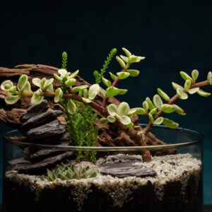 creatura-pozsgások-129