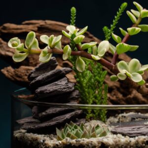 creatura-pozsgások-130