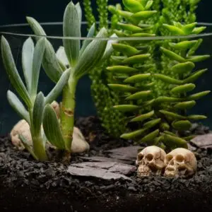 creatura-pozsgások-137