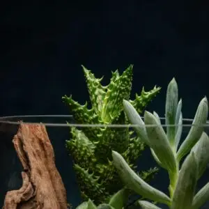 creatura-pozsgások-143