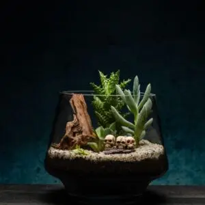 creatura-pozsgások-144