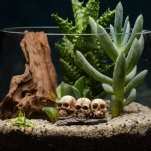 creatura-pozsgások-147