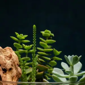 creatura-pozsgások-149