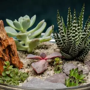 creatura-pozsgások-155