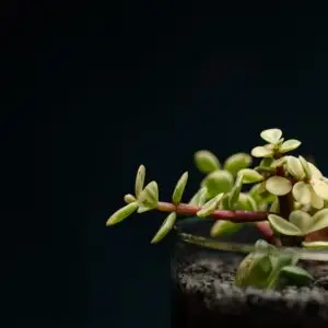 creatura-pozsgások-163