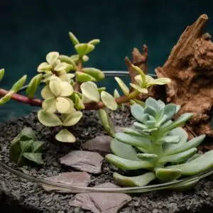 creatura-pozsgások-168