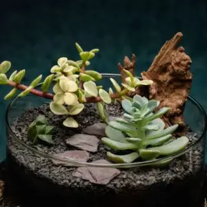 creatura-pozsgások-172